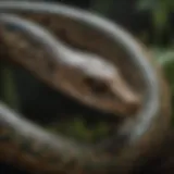 Sinuous Serpent in Vibrant Motion