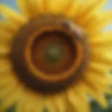 Bees pollinating a sunflower