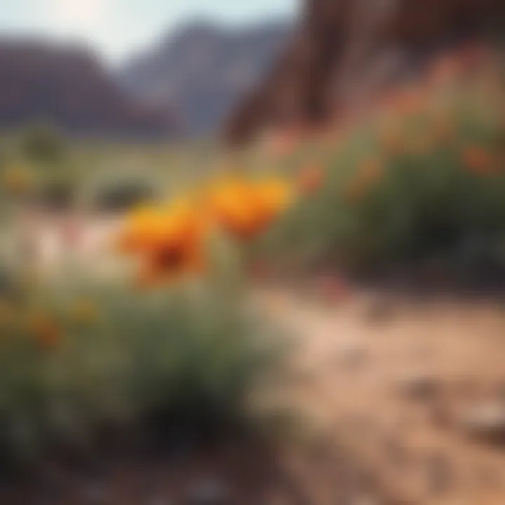 Vibrant Desert Wildflowers in the American Southwest