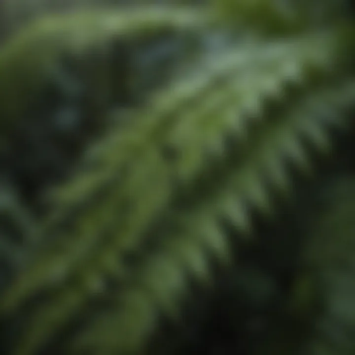 Glistening Water Droplets on Pristine Fern Fronds