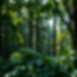 A lush green forest representing biodiversity