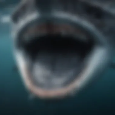 Intricate Filter-Feeding Mechanism of Whale Sharks Whale shark's intricate filter-feeding mechanism