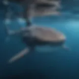 A majestic whale shark swimming gracefully in clear blue water.