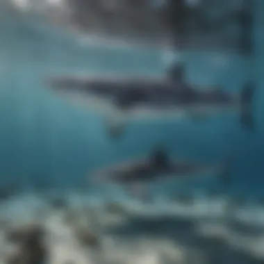 Group of whale sharks peacefully feeding on plankton near the surface