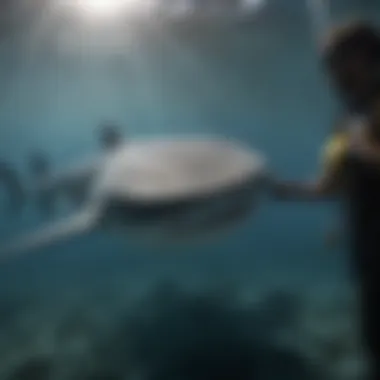 Whaleshark Conservation Efforts in Action