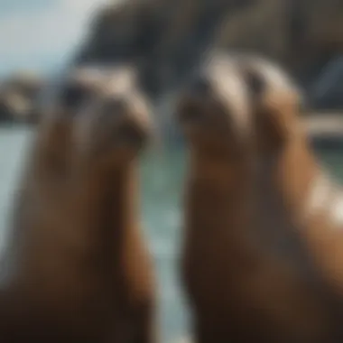 A dynamic scene of sea lions interacting, demonstrating their social behavior.