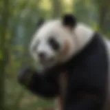 Giant panda munching on bamboo in its natural habitat