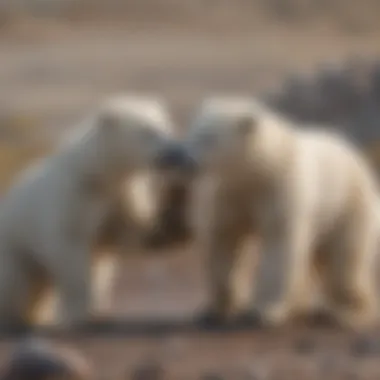 Polar Bear Cubs Engaging in Play Polar bear cubs playing and learning to hunt
