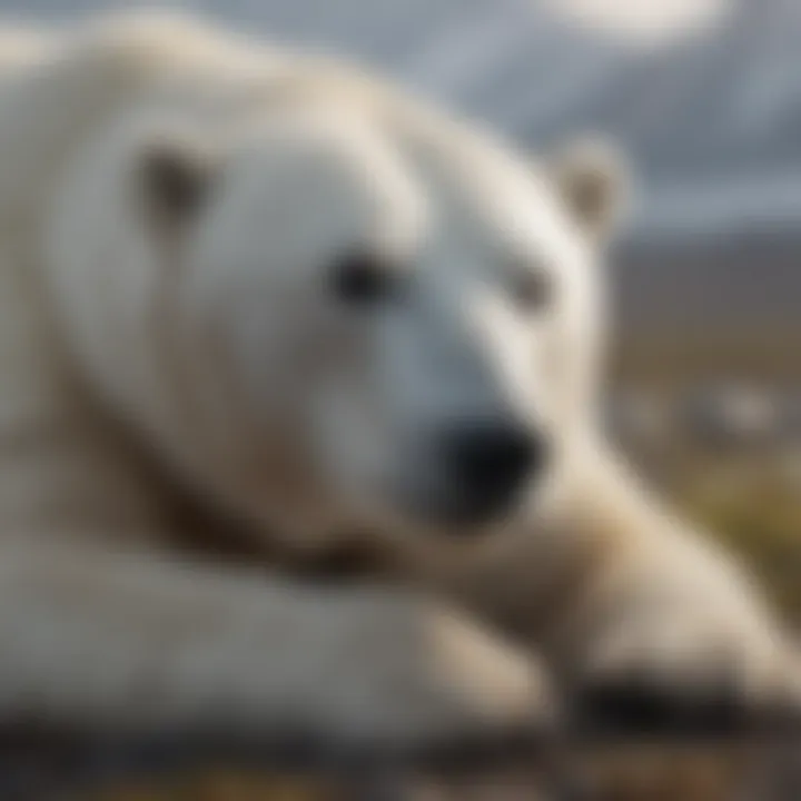 Polar Bear Resting After a Hunt A polar bear resting on the Arctic tundra after a successful hunt
