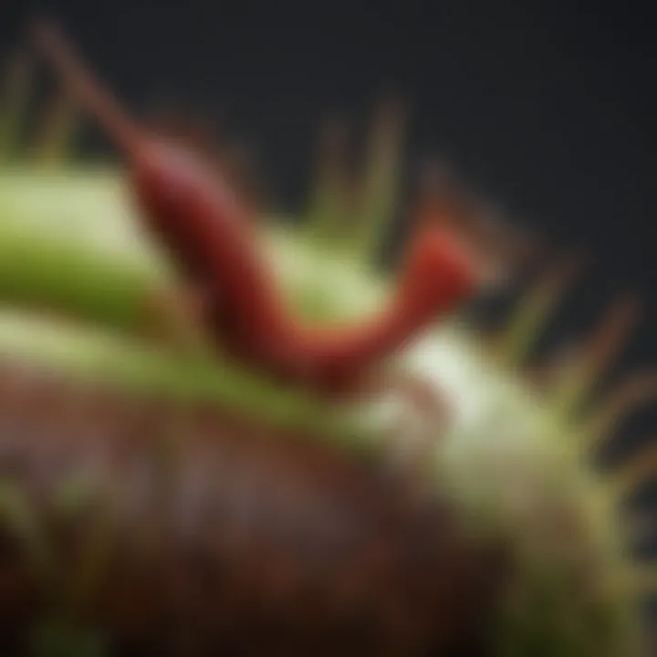 Close-up of a healthy Venus flytrap showing traps