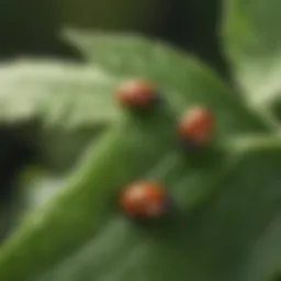 Various ladybug larvae on a green leaf