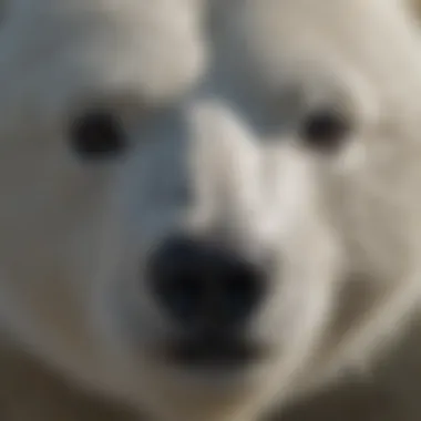 A close-up of a polar bear's face showing its powerful features
