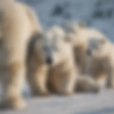 A mother polar bear with her cubs playing in the snow