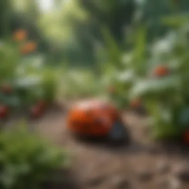 A garden setting with ladybugs