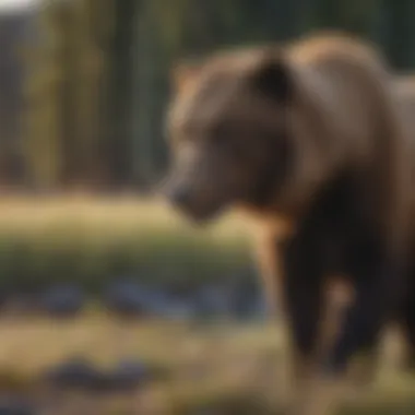 Wildlife Roaming Freely in Montana