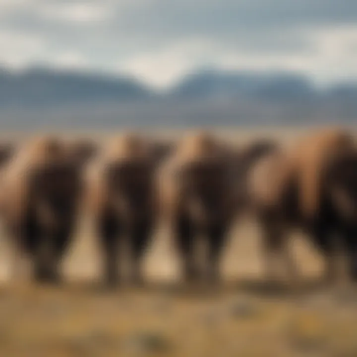 Dramatic shot of a herd of bison roaming freely in the vast plains of Wyoming