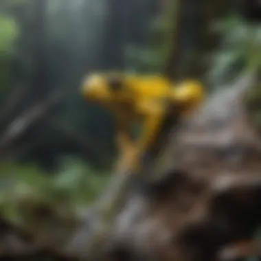 Conservation Efforts for the Yellow Poison Dart Frog Conservation efforts depicting a yellow poison dart frog habitat restoration