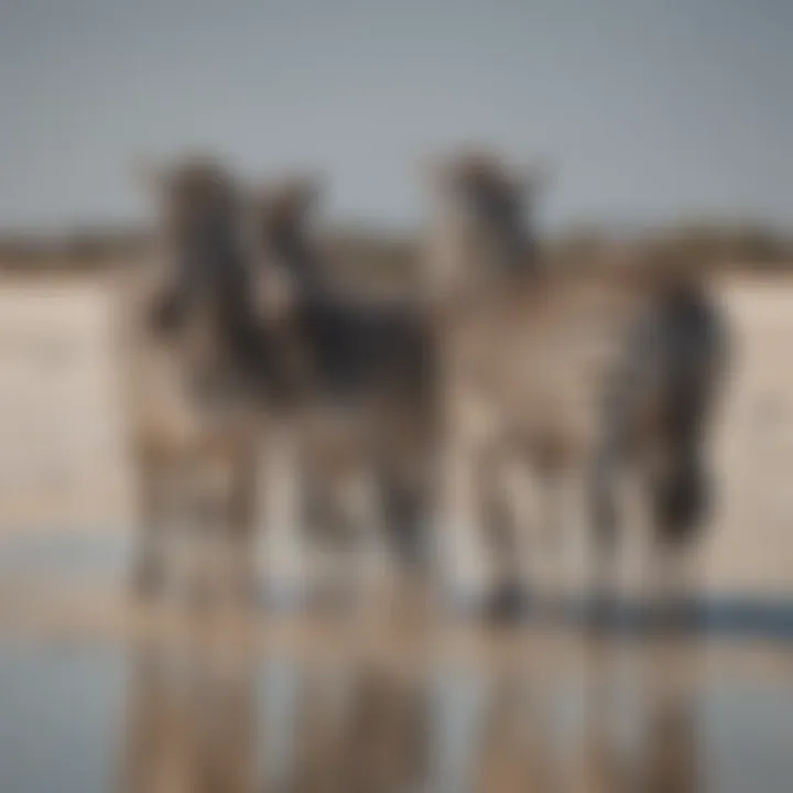 Zebras grazing in Makgadikgadi Salt Pans